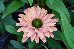 SunSeekers Rainbow Coneflower (Echinacea 'IFECSSRA') at Valley View Farms