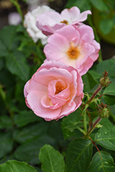 Peachy Knock Out Rose (Rosa 'Radgor') at Valley View Farms