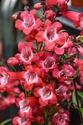 Cherry Sparks Beard Tongue (Penstemon 'Cherry Sparks') at Valley View Farms