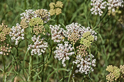 Whorled Milkweed (Asclepias verticillata) at Valley View Farms