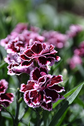 Odessa Pierrot Pinks (Dianthus caryophyllus 'HILPROT') at Valley View Farms