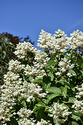 Fire And Ice Hydrangea (Hydrangea paniculata 'Wim's Red') at Valley View Farms