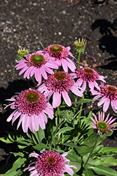 Sundial Pink Coneflower (Echinacea 'Sundial Pink') at Valley View Farms