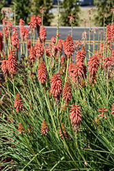 Redhot Popsicle Torchlily (Kniphofia 'Redhot Popsicle') at Valley View Farms