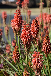 Redhot Popsicle Torchlily (Kniphofia 'Redhot Popsicle') at Valley View Farms