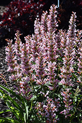 Pink Pearl Hyssop (Agastache 'Pink Pearl') at Valley View Farms