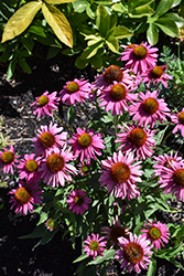 Prima Berry Coneflower (Echinacea 'Prima Berry') at Valley View Farms
