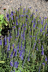 Venture Blue Speedwell (Veronica 'TNVERVB') at Valley View Farms