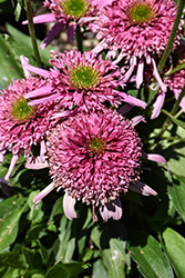 Sundial Pink Coneflower (Echinacea 'Sundial Pink') at Valley View Farms