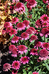 Giddy Pink Coneflower (Echinacea 'Giddy Pink') at Valley View Farms