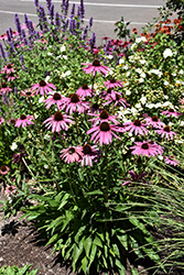 Ruby Giant Coneflower (Echinacea purpurea 'Ruby Giant') at Valley View Farms