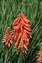 Poco Sunset Torchlily (Kniphofia 'Poco Sunset') at Valley View Farms