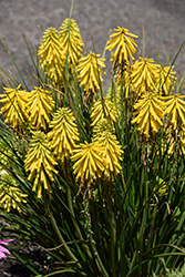 Poco Yellow Torchlily (Kniphofia 'Poco Yellow') at Valley View Farms