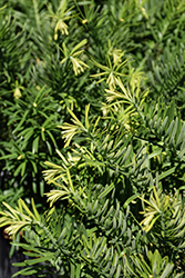 Hedgehog Japanese Plum Yew (Cephalotaxus harringtonia 'Hedgehog') at Valley View Farms