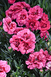 Oscar Cherry and Velvet Carnation (Dianthus caryophyllus 'KLEDP07089') at Valley View Farms