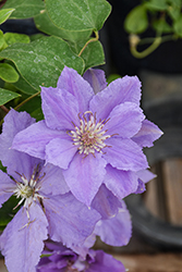 Filigree Clematis (Clematis 'Evipo029') at Valley View Farms