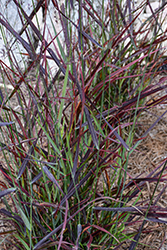 Hot Rod Switch Grass (Panicum virgatum 'Hot Rod') at Valley View Farms