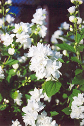 Buckley's Quill Mockorange (Philadelphus 'Buckley's Quill') at Valley View Farms