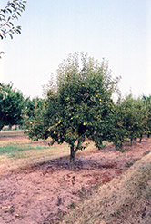 Bartlett Pear (Pyrus communis 'Bartlett') at Valley View Farms