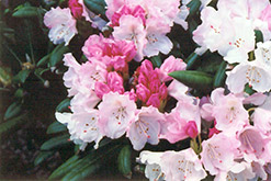 Crete Rhododendron (Rhododendron yakushimanum 'Crete') at Valley View Farms