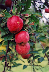 Braeburn Apple (Malus 'Braeburn') at Valley View Farms