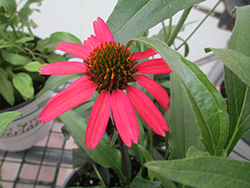 Glowing Dream Coneflower (Echinacea 'Glowing Dream') at Valley View Farms