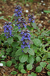 Caitlin's Giant Bugleweed (Ajuga reptans 'Caitlin's Giant') at Valley View Farms