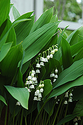 Lily-Of-The-Valley (Convallaria majalis) at Valley View Farms