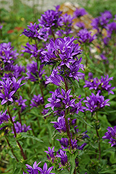 Clustered Bellflower (Campanula glomerata) at Valley View Farms