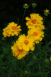 Early Sunrise Tickseed (Coreopsis 'Early Sunrise') at Valley View Farms