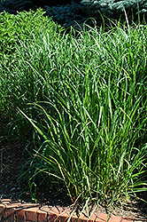 Switch Grass (Panicum virgatum) at Valley View Farms