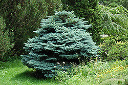Globe Blue Spruce (Picea pungens 'Globosa') at Valley View Farms
