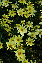 Creme Brulee Tickseed (Coreopsis 'Creme Brulee') at Valley View Farms
