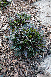 Chocolate Chip Bugleweed (Ajuga reptans 'Chocolate Chip') at Valley View Farms
