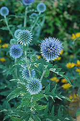 Globe Thistle (Echinops ritro) at Valley View Farms