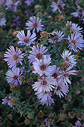 Woods Blue Aster (Symphyotrichum 'Woods Blue') at Valley View Farms