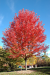 Autumn Blaze Maple (Acer x freemanii 'Jeffersred') at Valley View Farms