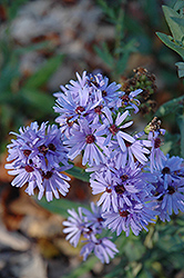 Smooth Aster (Symphyotrichum laeve) at Valley View Farms