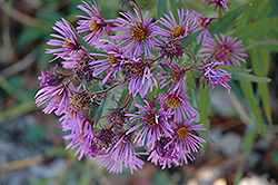 New England Aster (Symphyotrichum novae-angliae) at Valley View Farms
