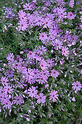 Fort Hill Moss Phlox (Phlox subulata 'Fort Hill') at Valley View Farms