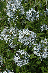 Blue Star Flower (Amsonia tabernaemontana) at Valley View Farms