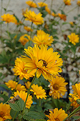 Bressingham Doubloon Sunflower (Heliopsis helianthoides 'Bressingham Doubloon') at Valley View Farms