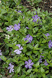 Common Periwinkle (Vinca minor) at Valley View Farms