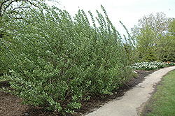 French Pussy Willow (Salix caprea) at Valley View Farms