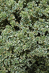 Variegated Boxwood (Buxus sempervirens 'Variegata') at Valley View Farms