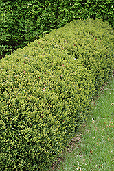 Green Gem Boxwood (Buxus 'Green Gem') at Valley View Farms