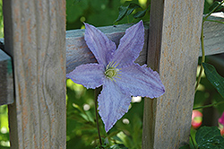 Blue Angel Clematis (Clematis 'Blue Angel') at Valley View Farms