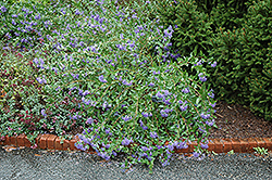 Blue Mist Caryopteris (Caryopteris x clandonensis 'Blue Mist') at Valley View Farms