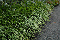 Lily Turf (Liriope spicata) at Valley View Farms