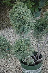 Hetz Blue Juniper (pom pom) (Juniperus chinensis 'Hetz Blue (pom pom)') at Valley View Farms